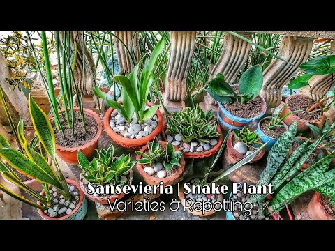 , title : 'Snake Plant / Mother-in-law's Tongue | Sansevieria Varieties, Care and Propagation'