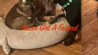 Video preview image #1 Labrador Retriever-Unknown Mix Puppy For Sale in Mount Laurel, NJ, USA