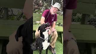 Video preview image #1 Retriever -Unknown Mix Puppy For Sale in Pasadena, CA, USA