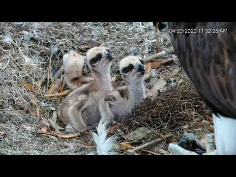 Lunch Time At The Savannah Osprey Nest – April 23, 2020