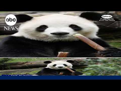 Two pandas from China are heading to Zoo Atlanta