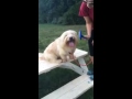 Video thumbnail 16 — Oscar of Union - An SOS Dog