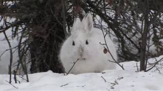 Snowshoe hares in winter