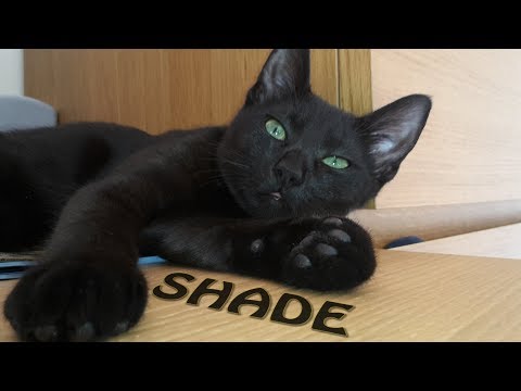 Meet Shade the russian black