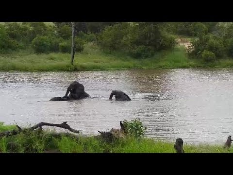 Djuma: Three Elephants having some water play-Pt:1 - 08:20 - 02/23/20