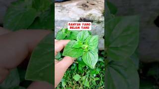 Download lagu Manfaat Daun Sirih Cina #sirihcina #herbal #plants #garden mp3