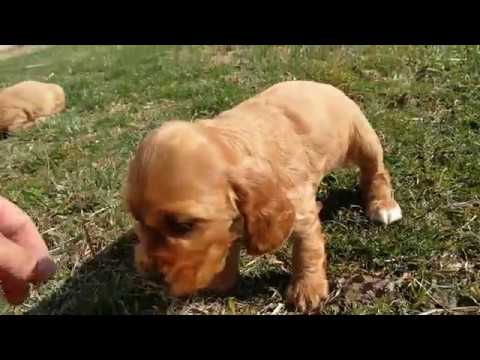 Cocker spaniel hembra 17-02-18