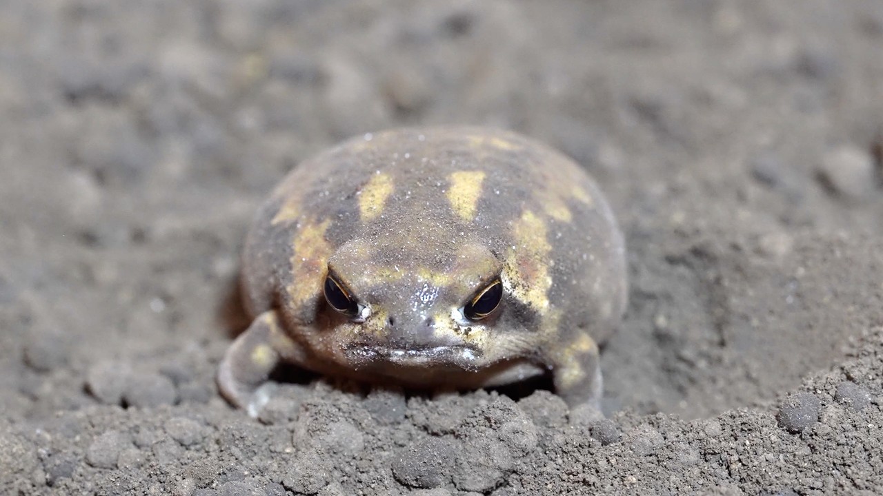 The Rain frogs fall asleep right away😪