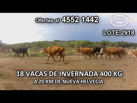 Lote 18 Vacas de Invernada 14 POLL HE- 2 HE c/ AA- 1 HE c/ RA- 1 CH c/ CEBU 400 Kgkg -  en Cufre- A 20 Km de Nueva Helvecia