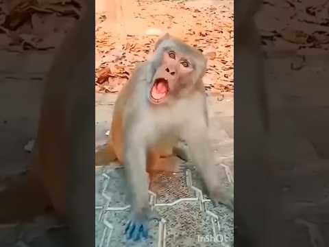 cute cuckoo 🦤💞 & monkey 🐒 funny 🤣#funnyvideos #cuckoo #monkey #viral #video #funny #cute #shorts