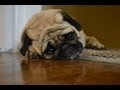 Sad Dog Diary 