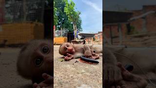 Download lagu Watch this monkey's shocked reaction when millipede crawls near him - hilarious! #shorts #millipede mp3 Download lagu Watch this monkey's shocked reaction when millipede crawls near him - hilarious! #shorts #millipede mp3