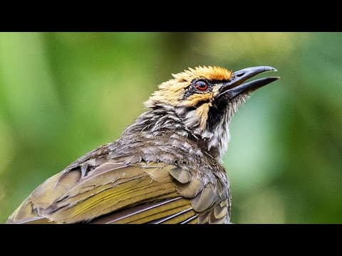 SUARA CUCAK RAWA GACOR DI ALAM LIAR | PANCINGAN CUCAK ROWO BAHAN CEPAT BUNYI ROPEL