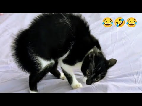 Les chats et les chiens les plus drôles que vous verrez jamais