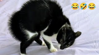 Miniature vidéo