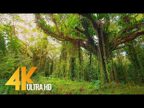 4K Tropical Forest Walk & Exotic Birds Singing in the Woods - Big Island, Hawaii