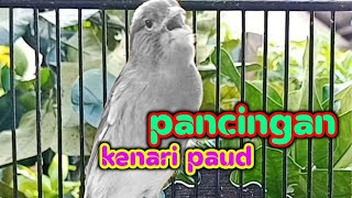 Download lagu CUKUP 2 DETIK KENARI PAUD LANGSUNG BUNYI DI RANGSANG CUITAN KENARI MUDA GACOR NGEROLL PANJANG mp3 Download lagu CUKUP 2 DETIK KENARI PAUD LANGSUNG BUNYI DI RANGSANG CUITAN KENARI MUDA GACOR NGEROLL PANJANG mp3