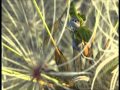 Bug S Life Bloopers 2 Mp4