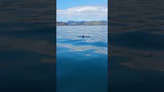 preview picture of video 'Dolphins swimming with us in New Zealand - boating / fishing nz'