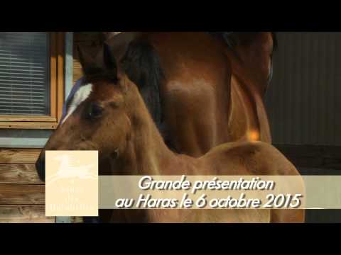 VENTE DE LA TOTALITE DE L'EFFECTIF D'ELEVAGE DU HARAS DES BRIMBELLES