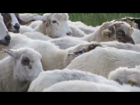 SĂRIȚI CÂINII MEI CĂ MOR