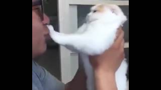 Lucu lihat gelagat kucing ni bila kena KISS dengan tuannya!