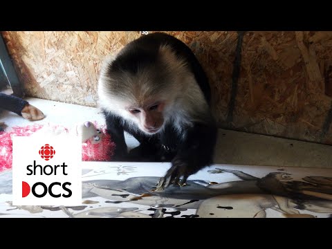 Meet Pockets Warhol, a famous painting monkey who saved his sanctuary | Portrait of Pockets