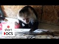 Meet Pockets Warhol A Famous Painting Monkey Who Saved His Sanctuary Portrait Of Pockets