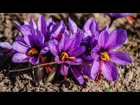 Lanalisi su uova un verme Rostov su Don Apparizione di helminths