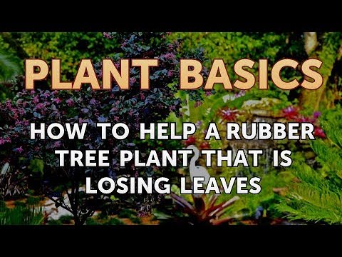 How to Dry an Overwatered Plant