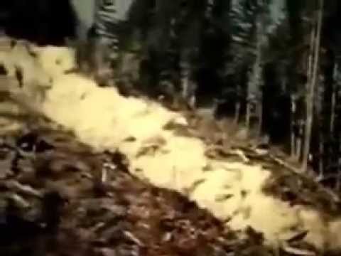 ROLL ONE, COMPLETE:  Patterson-Gimlin Bigfoot Film and Preliminary Scenery of Bluff Creek