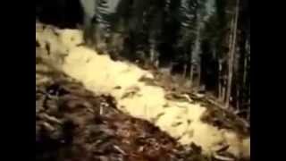 ROLL ONE, COMPLETE:  Patterson-Gimlin Bigfoot Film and Preliminary Scenery of Bluff Creek
