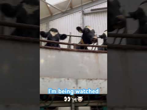 Down on the farm #animals #cow #milk