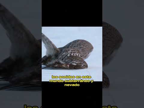 The Secret War Beneath the Snow: How Voles Outsmart Foxes, Owls, and Weasels #animals#Friendship #Us