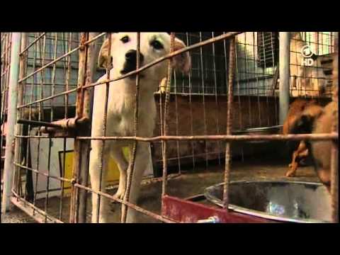 ARD Europamagazin, eine Reportage über rumänische Tierheime (Dezember 2012)