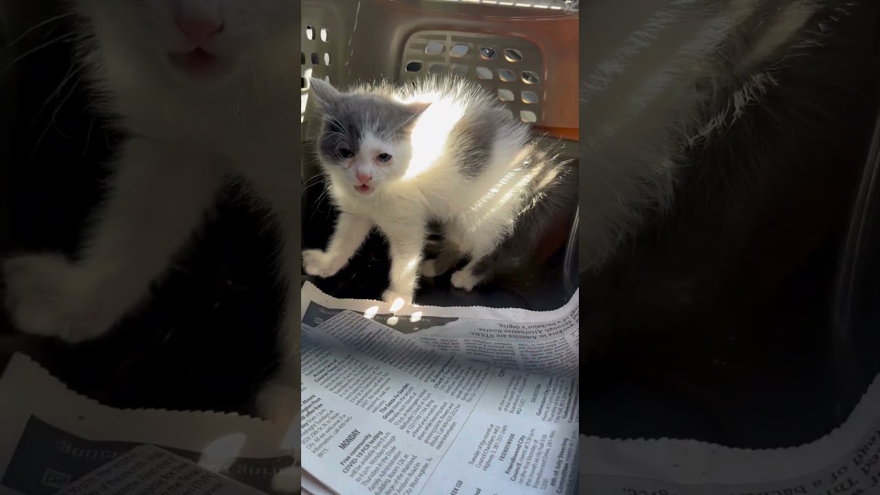 Enlarge Ebony & Ivory (available in APRIL) , a ADOPTABLE mixed breed in Houston, TX video 2/6