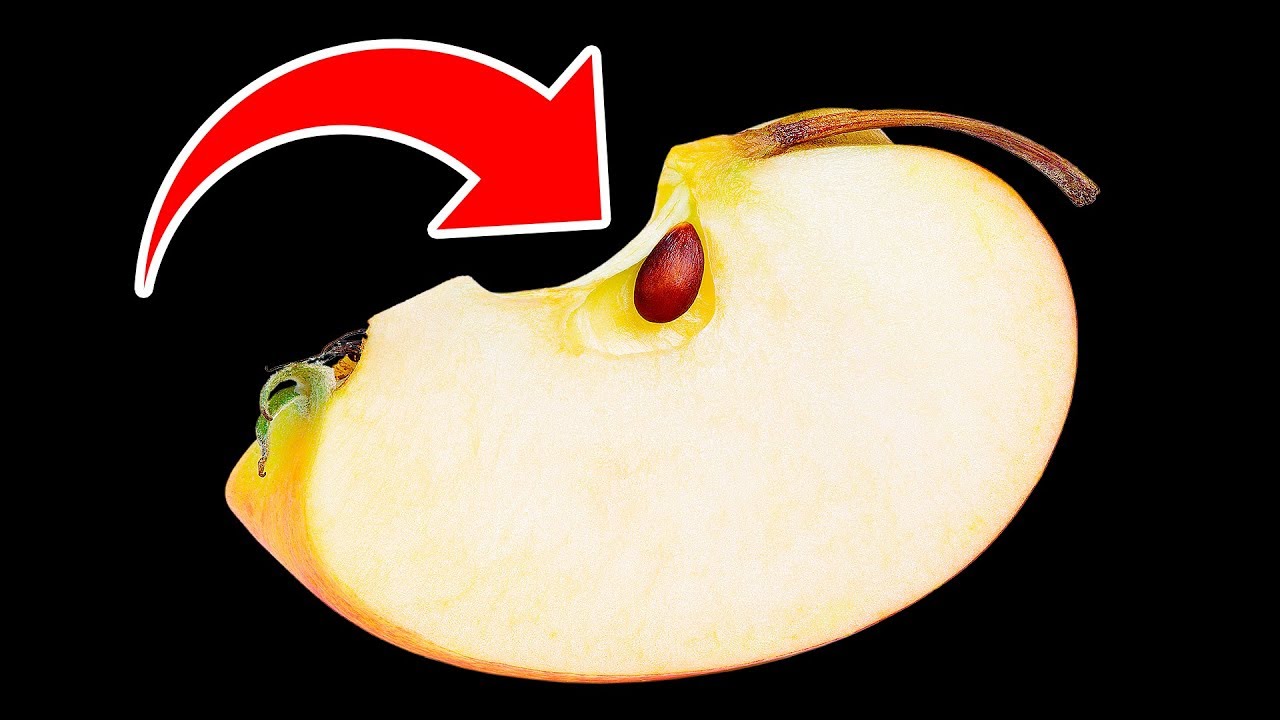 Watch video Qu’arriverait-il si tu Mangeais Des Pépins de Pommes Par Accident  Qu’arriverait-il si tu Mangeais Des Pépins de Pommes Par Accident