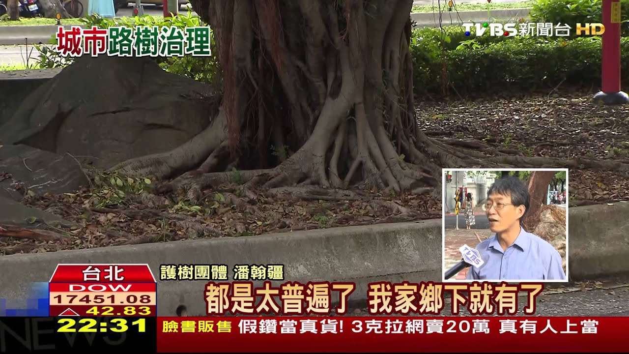 颱風後路樹倒一片　專家：外來樹種過多