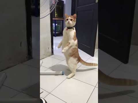 Cats do this thing where they stand on their hind legs