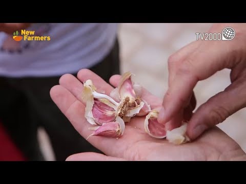 New Farmers - La riscoperta di una spezia pregiata: l’aglio rosso di Sulmona - 8/2/2019