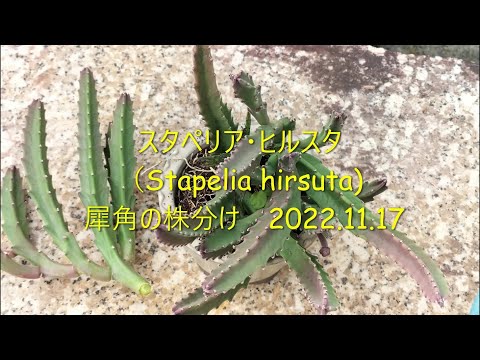 スタペリア・グランディフローラ