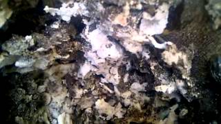 preview picture of video 'Live Termites Eating Bait | TPC Exterrra Station | Termites Gold Coast'