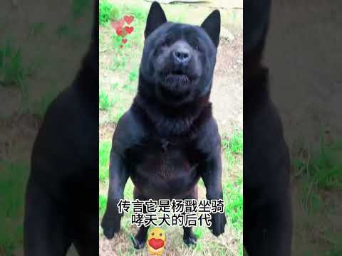 The love for these cute puppies grows day by day #dog #pet #cutedog #puppy #puppylove #cuteanimal