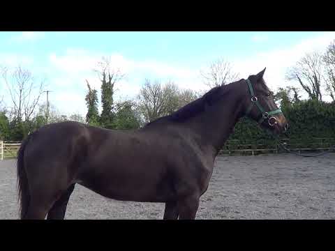 Three year old filly - Image 2