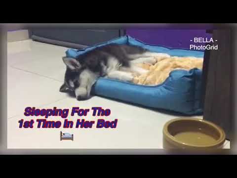 Tired After her long journey 😇