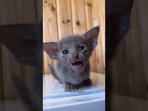 #cat #funny #happycats #catmemes #music #memes #trending #trendingshorts #new #reels #ad#YRH