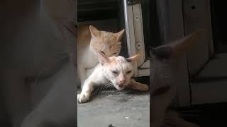 Download lagu Kucing WiKwiK😁 #shorts #ytshorts mp3 Download lagu Kucing WiKwiK😁 #shorts #ytshorts mp3