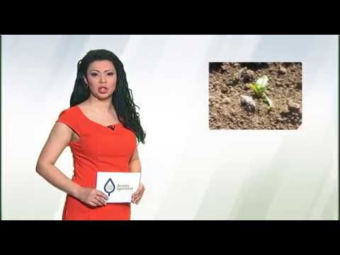 Zelena prognoza 22.3.2017. - O stanju useva šećerne repe na području Vojvodine