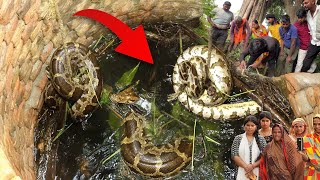 कुएँ में गिरा अजगर साँप को बाहर निकालने के बाद हुआ ग़ाफ़िल 🤩 जानिए ऐसा क्यों..🤔 Rock python Rescue