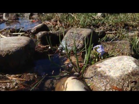 Blüte des Bodensee-Vergissmeinnichts (Myosotis rehsteineri)